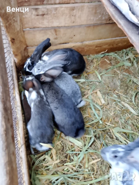Продавам зайци, снимка 1
