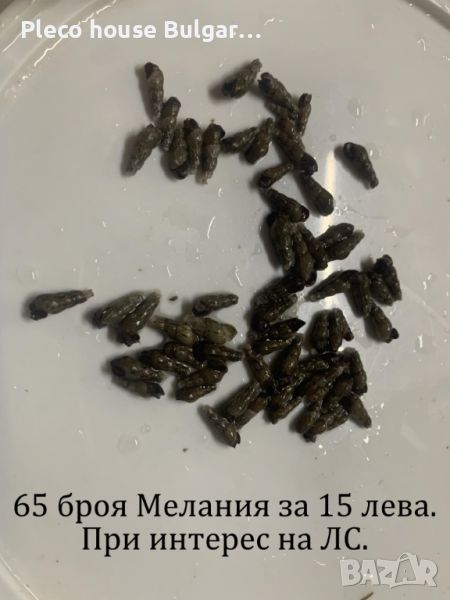 Охлюви Мелания /  (Melanoides tuberculata), снимка 1
