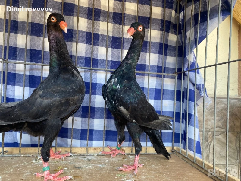 Продавам датски гълъби, снимка 1