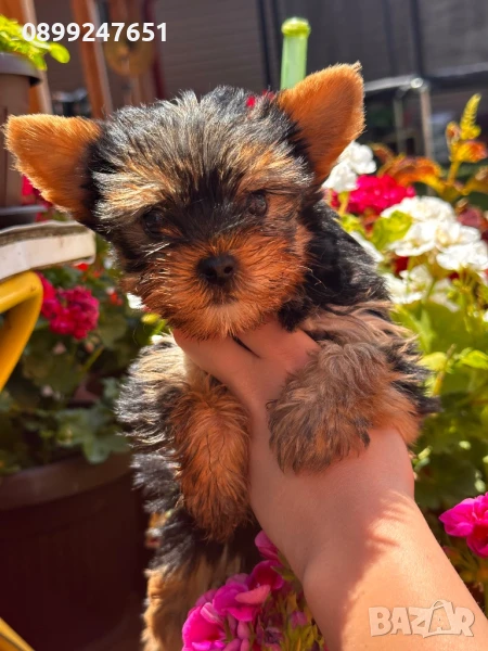 Мини йоркширски териер , снимка 1