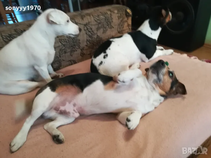 ДЖАК-КУПУВАМ ДЖАК РЪСЕЛ 1004251727, снимка 1