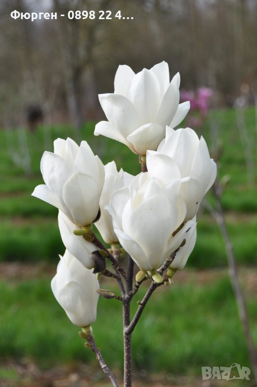 Магнолия Леней Алба - Lenei Alba Студоустойчива, снимка 1