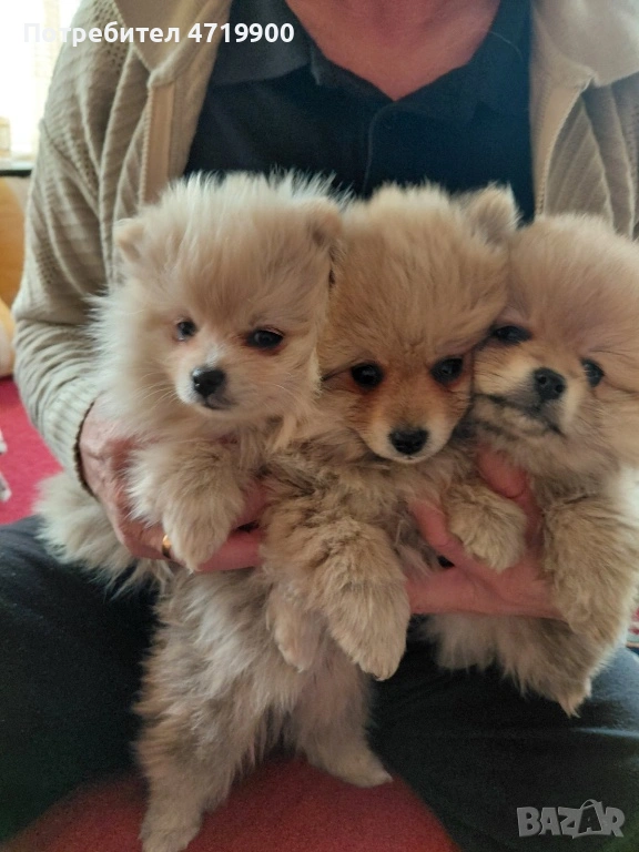 Продавам померан / померанчета, снимка 1