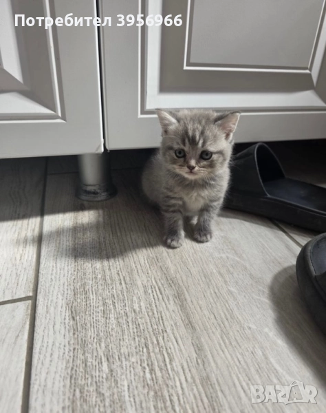 Британска клепоуха, снимка 1