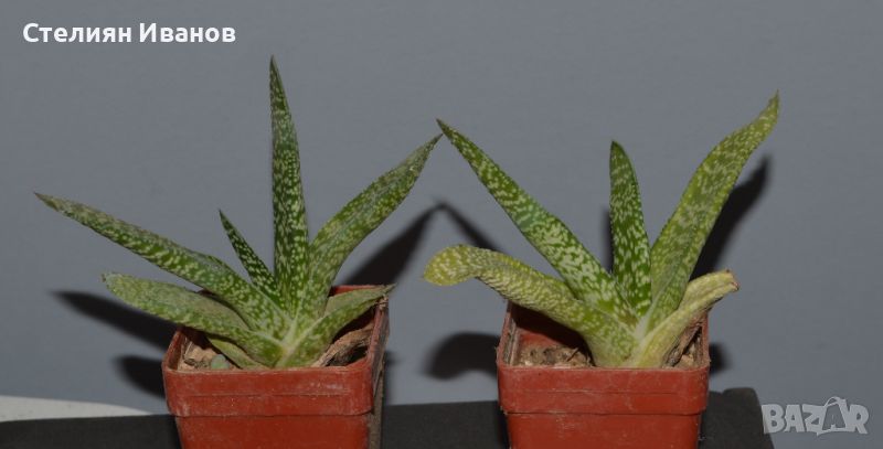 Гастерия (Gasteria carinata), снимка 1