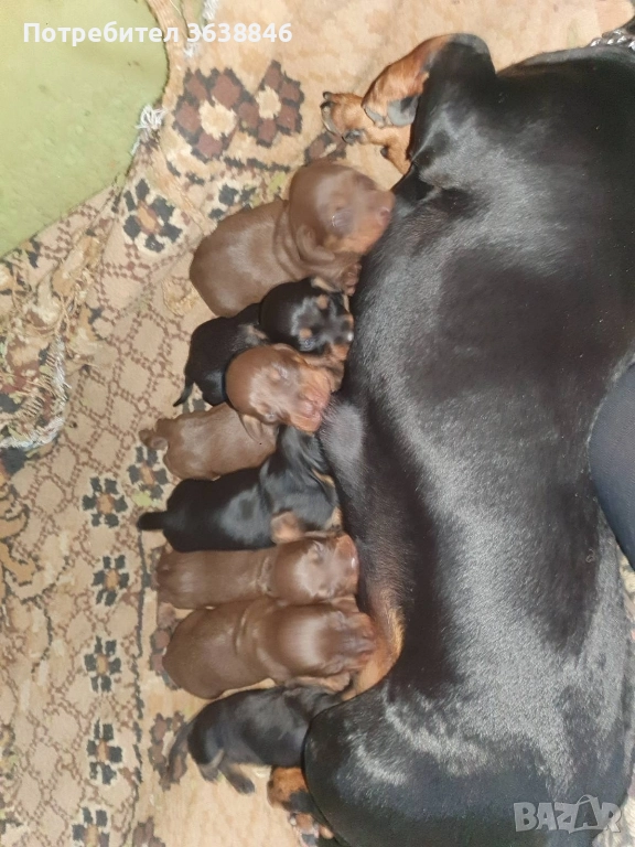 Дакел, снимка 1