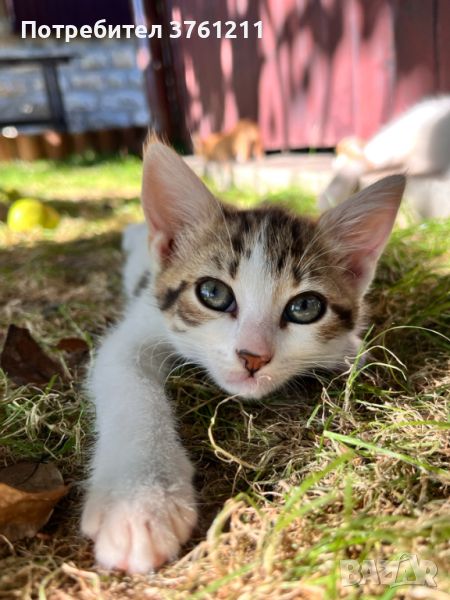 ПОДАРЯВАТ се малки котенца на 2 месеца, снимка 1