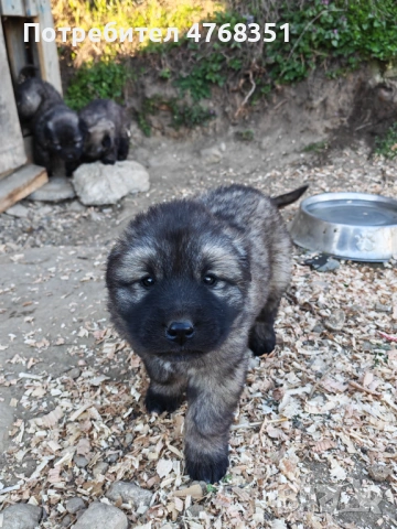 Чистокръвни шарпланинци, снимка 3 - Други - 53868200