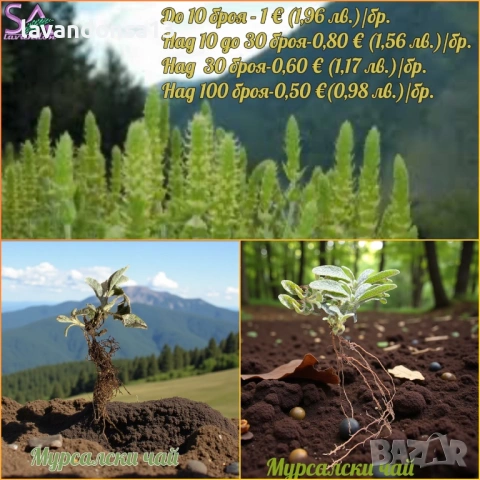 Лавровишна – Вечнозелен Храст за Жив Плет | В Контейнери, снимка 14 - Градински цветя и растения - 42641155