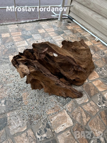 Мангров корен ХХЛ