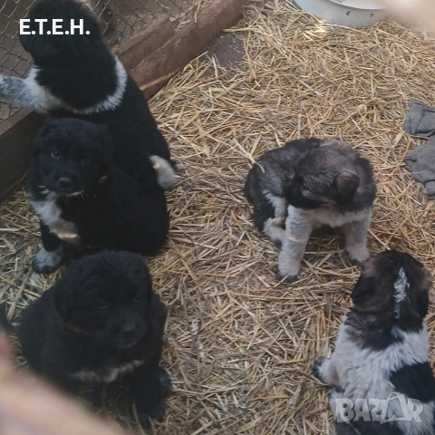 Каракачанка топ кутретата., снимка 2 - Каракачанска овчарка - 52368395