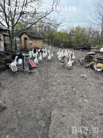 Продавам гъски