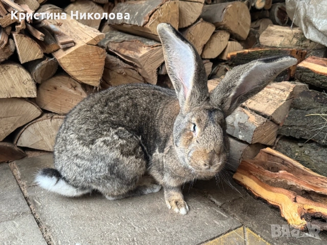 Женска Зайка Белгийски Великан , снимка 6 - Други - 53373678