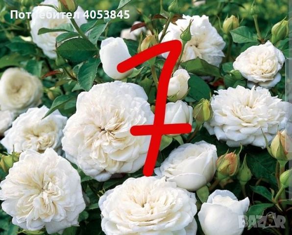рози в контейнери цена 6 лв, снимка 12 - Градински цветя и растения - 45141841