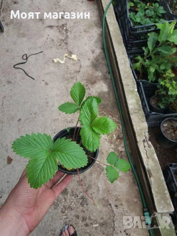 Горска ягода - Рюген, снимка 2 - Градински цветя и растения - 53645656