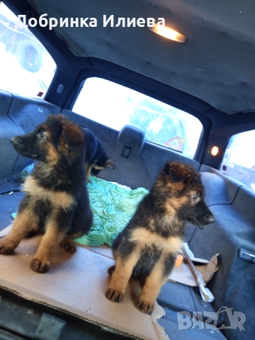 Немски овчарки 