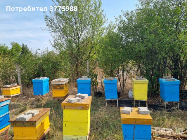Продавам нови многокорпусни кошери със семейства, снимка 2 - За пчели - 53899610