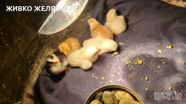 ПРОДАВАМ ОПЛОДЕНИ КОКОШИ ЯЙЦА , ЗА РАЗПЛОД, снимка 6 - Кокошки и пуйки - 53923856