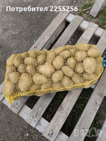 Картофи 10кг-20кг и семе Сорт сорая  , снимка 2 - Домашни продукти - 52497687