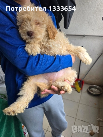 Лагото Романьоло, снимка 5 - Други - 52683367