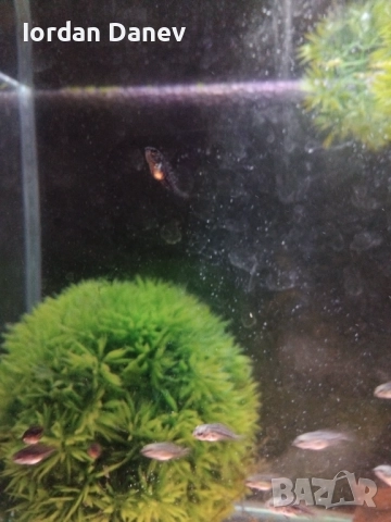 Продавам рибки , снимка 10 - Рибки - 47412039