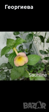 ризоми колерия и ахименес, снимка 8 - Стайни растения - 53291033