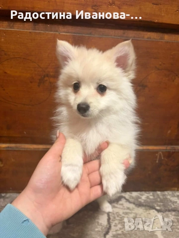 Померан-шпиц, снимка 3 - Померан - 54270376