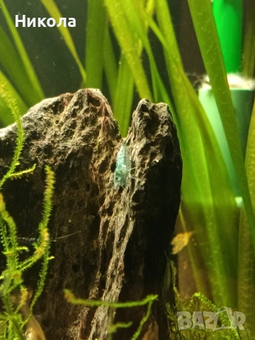 Декоративни скаридки Блу рили карбон и малки Анциструсчета!, снимка 2 - Рибки - 53771236