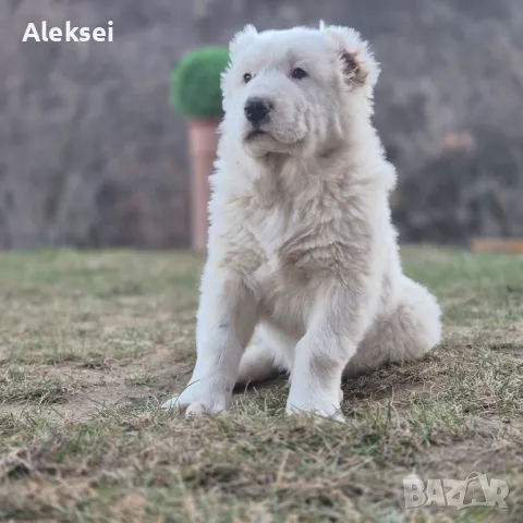 Средноазиатска овчарка–Алабай, снимка 7 - Средноазиатска овчарка - 48611649