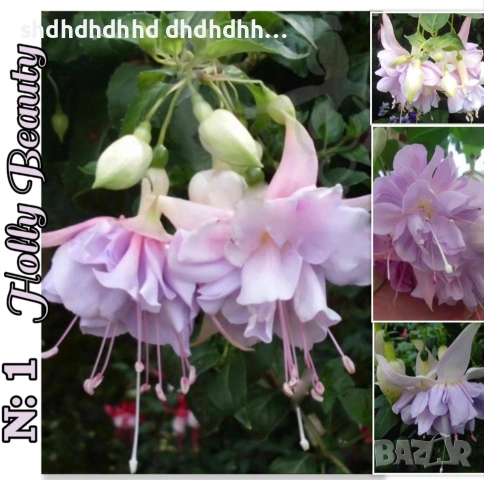 Каскадна Фуксия , снимка 13 - Градински цветя и растения - 54270784