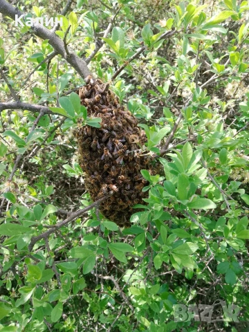пчелни отводки с млада майка