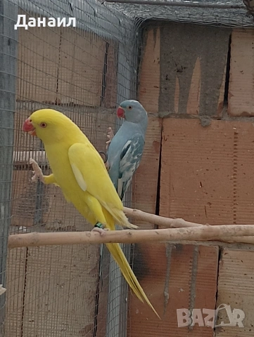 Малък Александър 