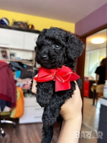 Пудел той, снимка 1