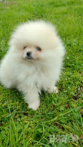 Мини померан, снимка 2 - Померан - 54153656