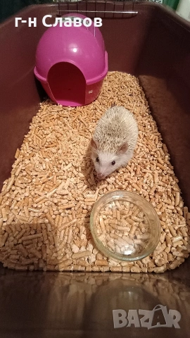 Африканско Таралежче с оборудване и храна. , снимка 6 - Таралеж - 54201276