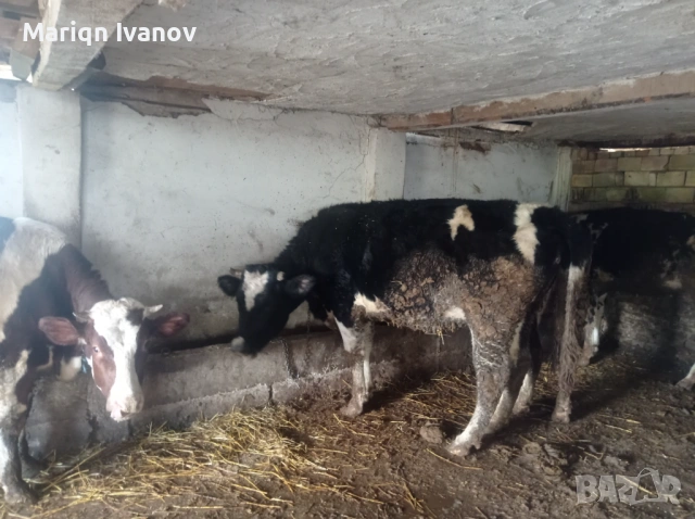 Продавам крави и теле, снимка 9 - Крави - 53633254