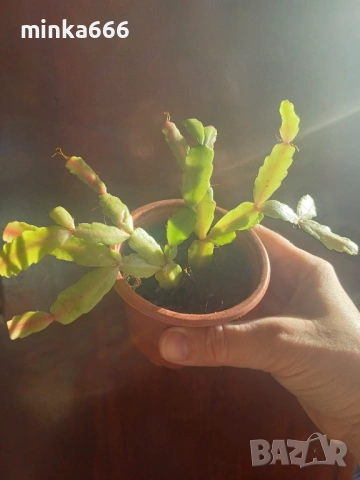 Великденче розово, снимка 2 - Стайни растения - 53968556