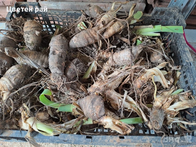 Ризоми на ириси микс цвят на късмет от показаните , снимка 17 - Градински цветя и растения - 51088604