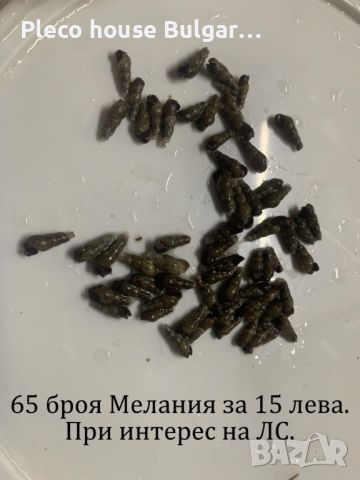 Охлюви Мелания /  (Melanoides tuberculata), снимка 1 - Аквариуми - 46370881
