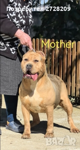 Американско Були ХЛ/ American Bully XL, снимка 4 - Питбул - 51410382