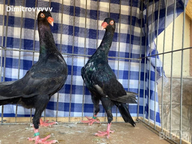 Продавам датски гълъби