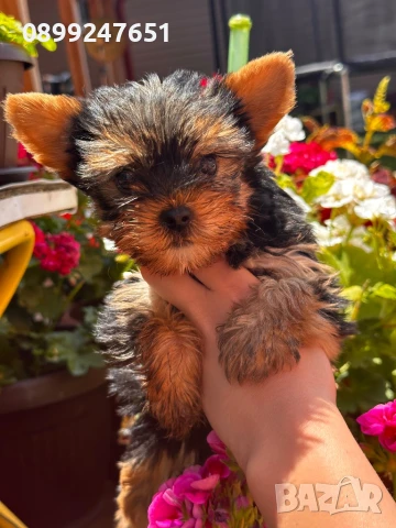 Мини йоркширски териер , снимка 1