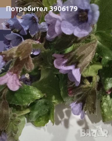 Розово лилава горска иглика, снимка 4 - Градински цветя и растения - 44865662