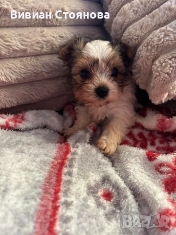 Йорки бивер, снимка 2 - Йоркширски териер - 52586251