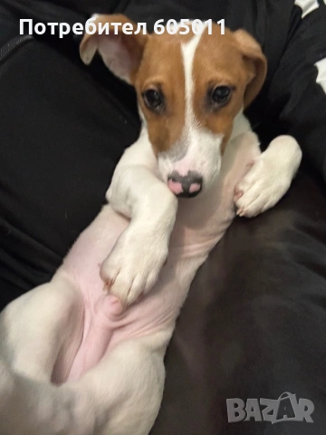 Продавам Джак Ръсел роден на 3.10.2025, снимка 4 - Джак ръсел териер - 53868782