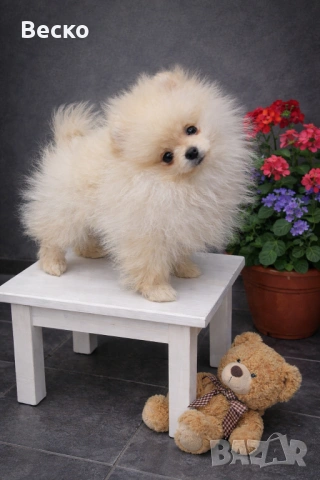 Померан мини мъжки 