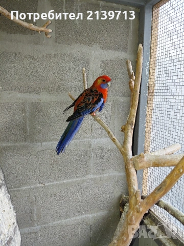 Продавам папагал пенантова розела, снимка 2 - Папагали - 51671575
