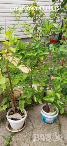 Лимонови дръвчета, снимка 4 - Стайни растения - 45980513
