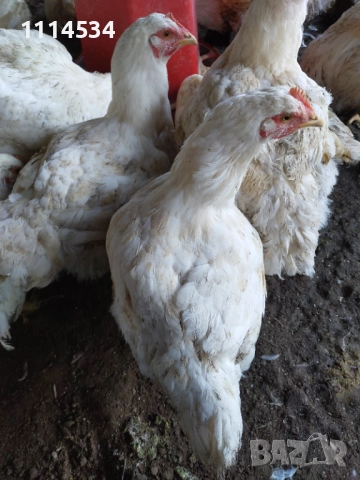 Домашни пилета бройлери, снимка 6 - Кокошки и пуйки - 52429221