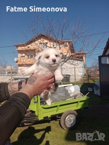 Малки кученца , снимка 2 - Други - 53033685